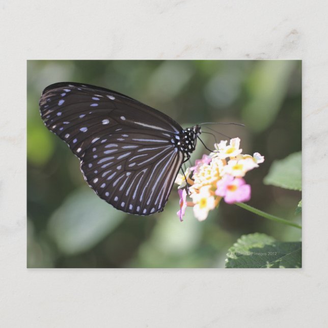 Schwarzer Schmetterling auf der Blume Postkarte (Vorderseite)