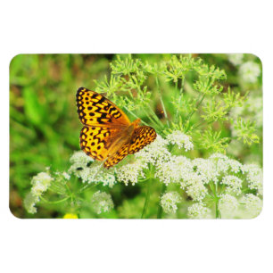 Schwarzer Schmetterling auf weißen Blume Magnet