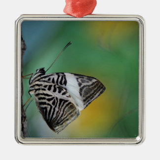 Schwarzer Schmetterling Silbernes Ornament