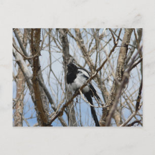 Schwarzer-Schnabel-Magpie, Colorado Postkarte