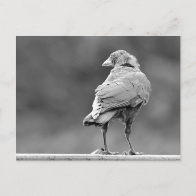 Schwarzer Schnitt Postkarte (Vorderseite)