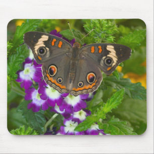 Schwarzer Schwalbenschwanz Mousepad