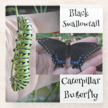 Schwarzer Schwalbenschwanz-Raupen/Schmetterling