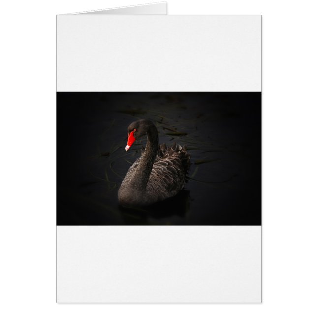 Schwarzer Schwan (Vorne)