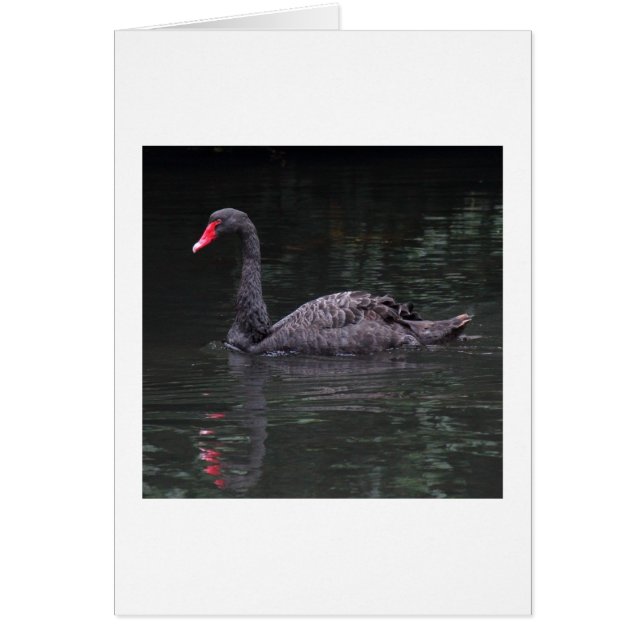 Schwarzer Schwan (Vorne)