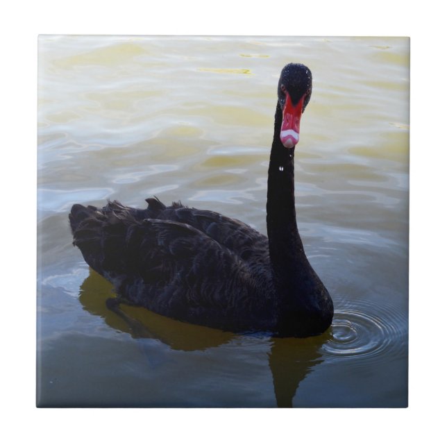 Schwarzer Schwan, der am Fluss schwimmt, Fliese (Vorderseite)
