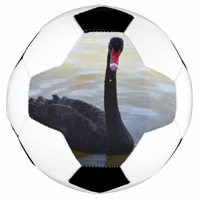 Schwarzer Schwan, der am Fluss schwimmt, Fußball (Vorderseite)