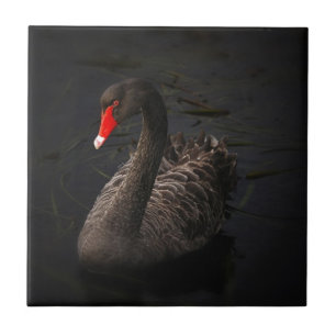 Schwarzer Schwan Fliese