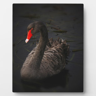 Schwarzer Schwan Fotoplatte