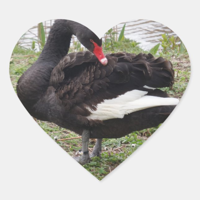Schwarzer Schwan Herzsticker Herz-Aufkleber (Vorderseite)