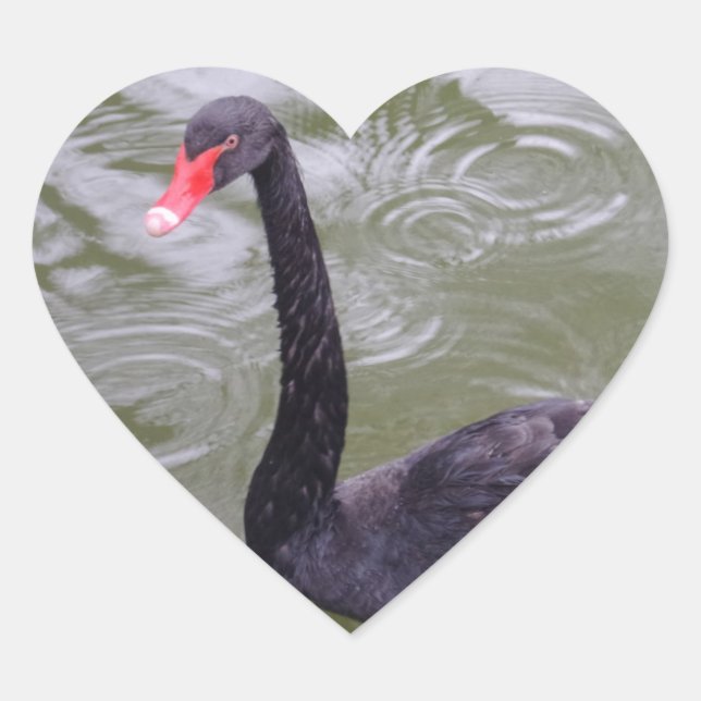 Schwarzer Schwan Herzsticker Herz-Aufkleber (Vorderseite)