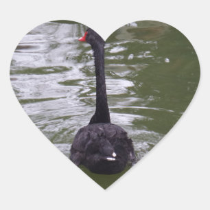 Schwarzer Schwan Herzsticker Herz-Aufkleber