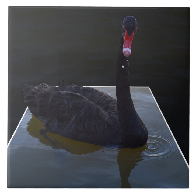 Schwarzer Schwan im Maßteich schwimmen, Fliese (Vorderseite)