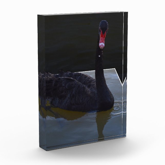 Schwarzer Schwan im Maßteich schwimmen, Fotoblock (Links)