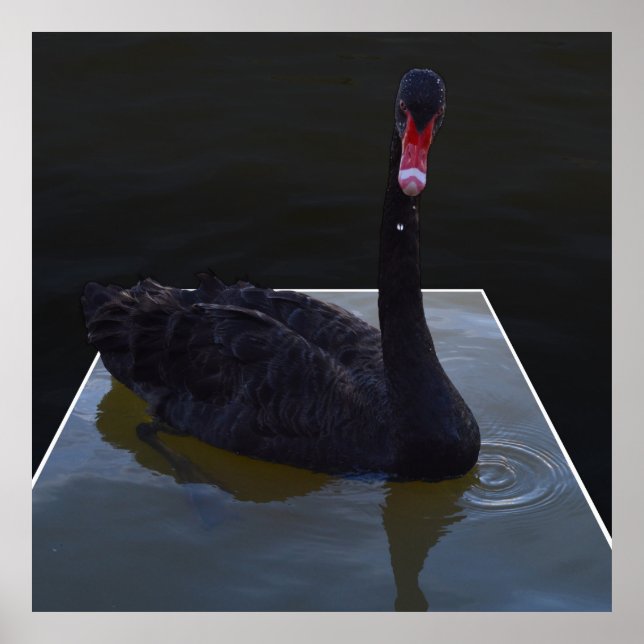 Schwarzer Schwan im Maßteich schwimmen, Poster (Vorne)