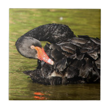 Schwarzer Schwan im Teich