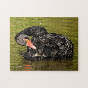 Schwarzer Schwan im Teich Puzzle