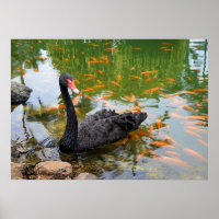 Schwarzer Schwan in einem Goldfischteich