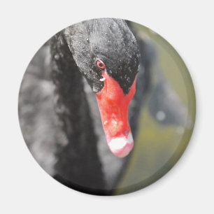Schwarzer Schwan Magnet