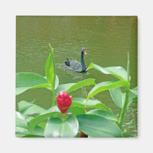 Schwarzer Schwan-Magnet Magnet