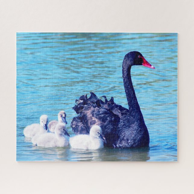 Schwarzer Schwan mit ihren Babys, Jigsaw Puzzle (Horizontal)