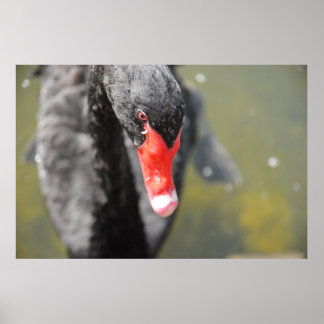 Schwarzer Schwan Poster