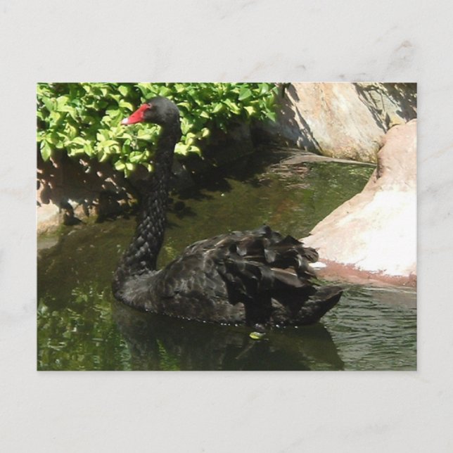 Schwarzer Schwan Postkarte (Vorderseite)