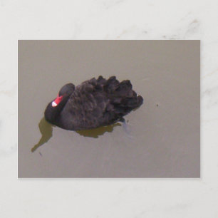Schwarzer Schwan Postkarte