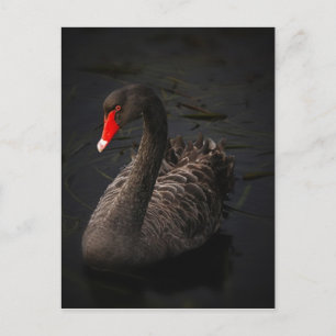 Schwarzer Schwan Postkarte
