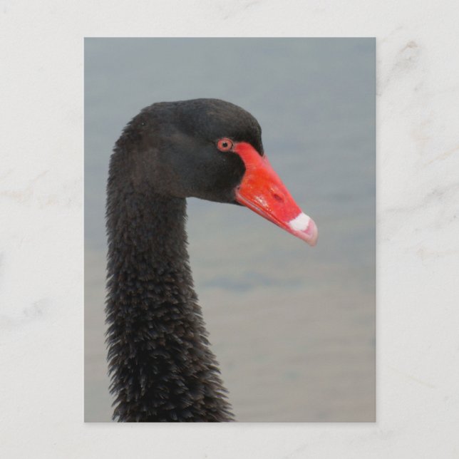 Schwarzer Schwan Postkarte (Vorderseite)