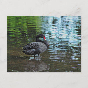 Schwarzer Schwan. Roath Park Lake, Cardiff, Wales. Postkarte