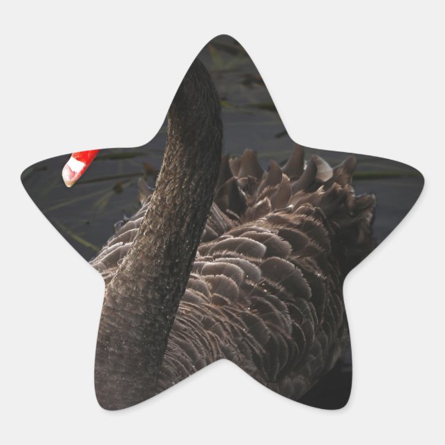 Schwarzer Schwan Stern-Aufkleber (Vorderseite)