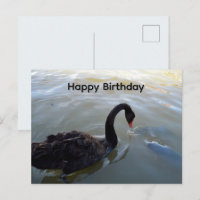 Schwarzer Schwan und großer Fisch, Geburtstagspost