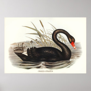 Schwarzer Schwan Vintag Poster