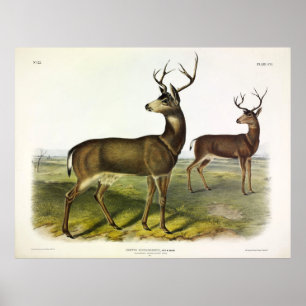 Schwarzer Schwanz, Schwarzschwanz, von Audubon Poster