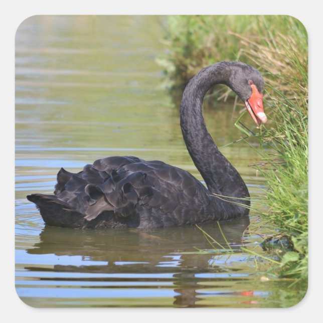 Schwarzer Schwung im Wasser Quadratischer Aufkleber (Vorderseite)