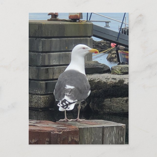 Schwarzer Seagull, Isle of Islay, Schottland Postkarte (Vorderseite)