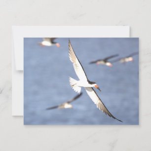 Schwarzer Skimmer Bird Flying Postcard Postkarte