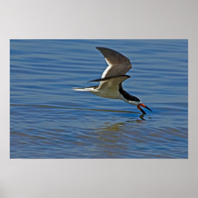 Schwarzer Skimmer Poster (Vorne)