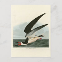 Schwarzer Skimmer, Schwarzwasser Audubon Vögel in
