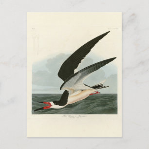 Schwarzer Skimmer, Schwarzwasser Audubon Vögel in  Postkarte