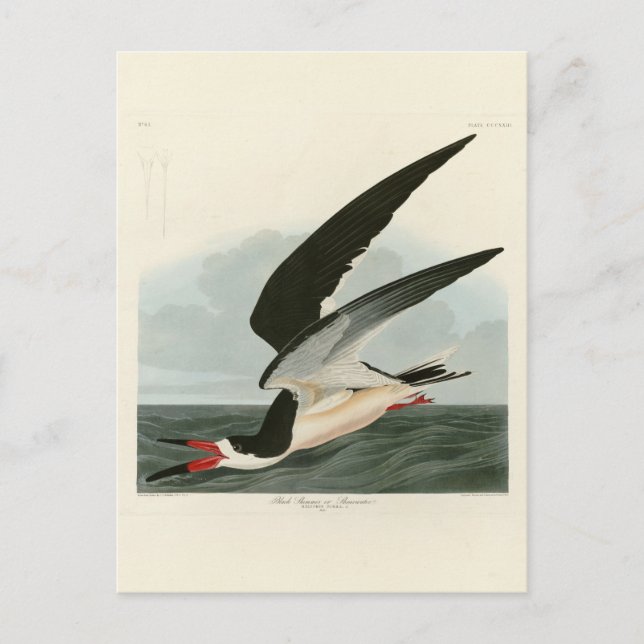 Schwarzer Skimmer, Schwarzwasser Audubon Vögel in  Postkarte (Vorderseite)