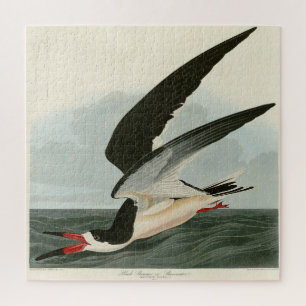 Schwarzer Skimmer, Schwarzwasser Audubon Vögel in  Puzzle