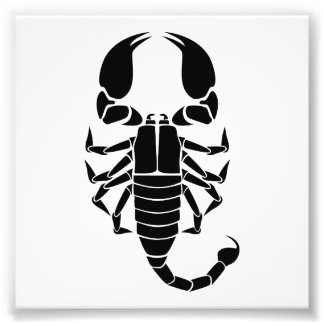 Schwarzer Skorpion Fotodruck