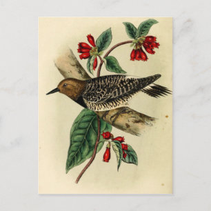 Schwarzer Specker Postkarte