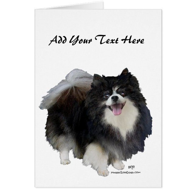 Schwarzer Spitz (Vorne)