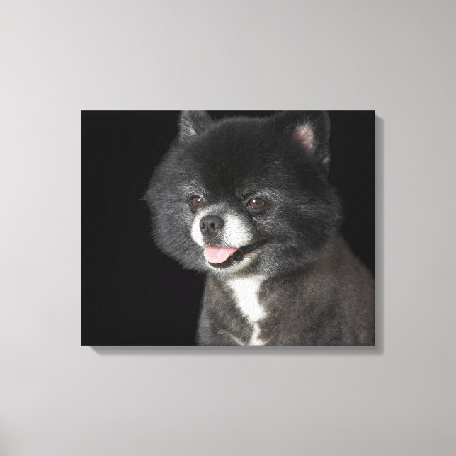 Schwarzer Spitz mit Blick auf das links Leinwanddruck (Vorderseite)