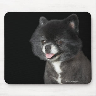 Schwarzer Spitz mit Blick auf das links Mousepad