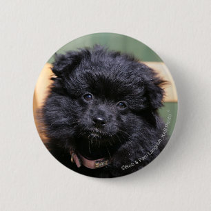 Schwarzer Spitz-Welpe Button