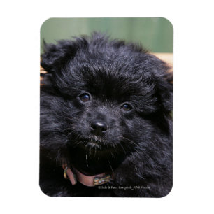 Schwarzer Spitz Welpe Magnet